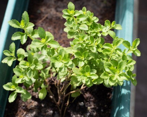 Roślina z parapetu, która działa przeciwzapalnie i obniża cukier. Rośnie szybko, gdy w domu jest ciepło
