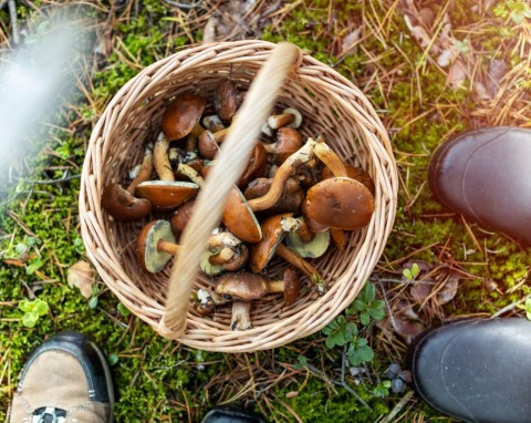 Grzyby jadalne i trujące podobne do siebie. Jak się nie pomylić?