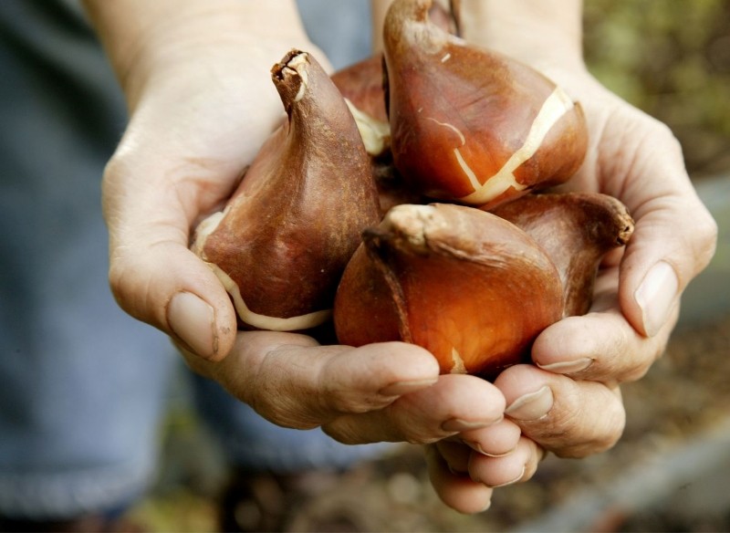 rozmnażanie tulipanów przez cebulki przybyszowe