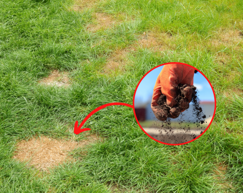Żółte i suche placki na trawniku. Jak uzupełnić dziury w trawniku? Niezawodne sposoby