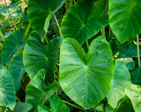 Kolokazja jadalna (Colocasia esculenta)