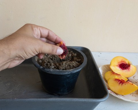 Jak wyhodować brzoskwinię z pestki? Siew, pielęgnacja i naturalne metody ochrony brzoskwini