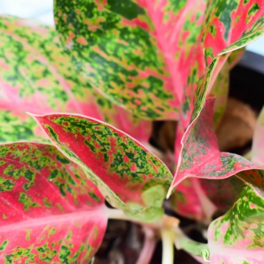 Aglaonema.
Fot. 123.RF