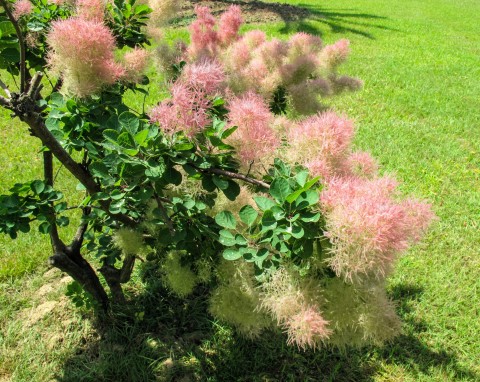 Perukowiec podolski (Cotinus coggygria)