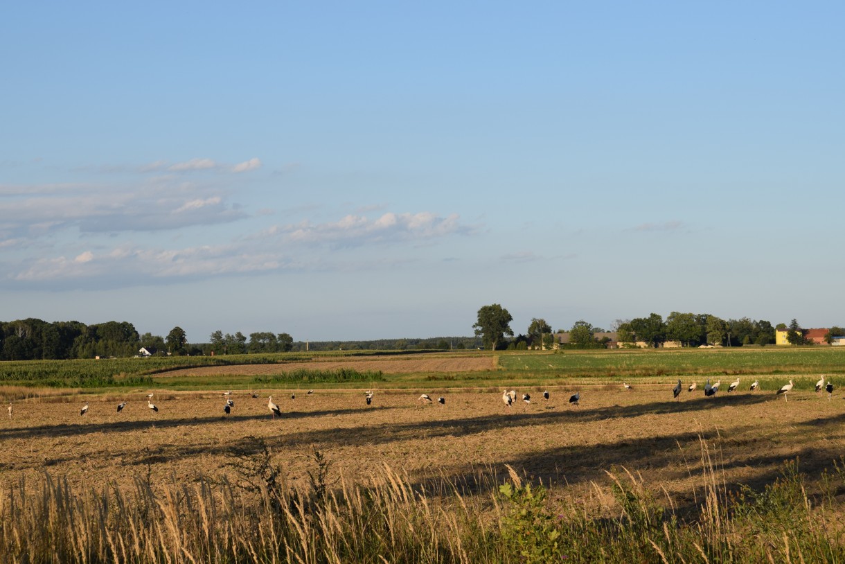 Rośliny, SOBOTA :)