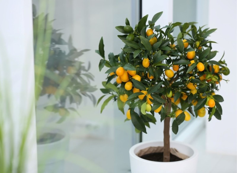 drzewka cytrusowe