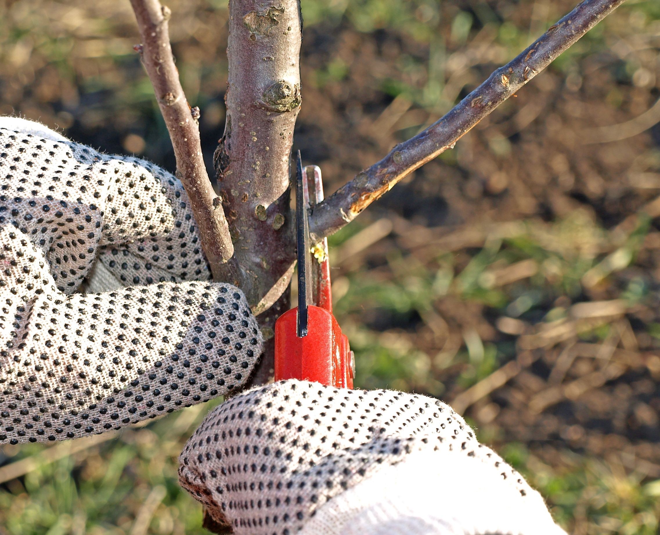 Przyciananie drzewka ogrodniczego