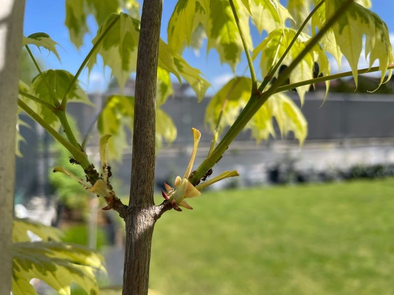 Na jakich roślinach żerują mszyce? 