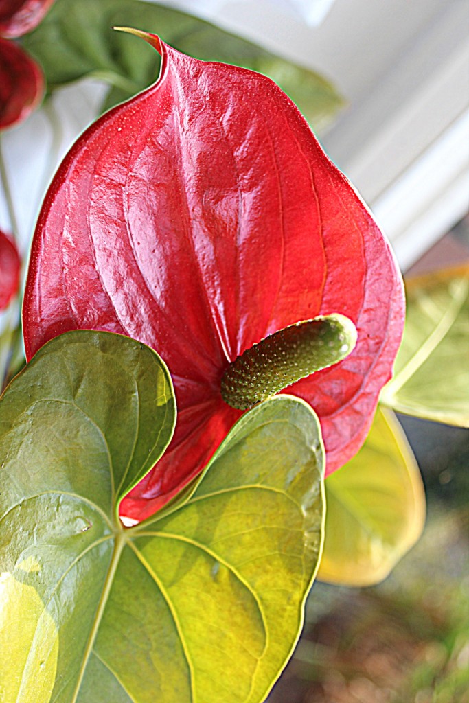 Rośliny, Anthurium, wrzosy i inne ...