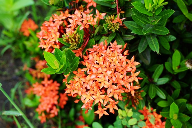 jak uprawiać iksorę szkarłatną