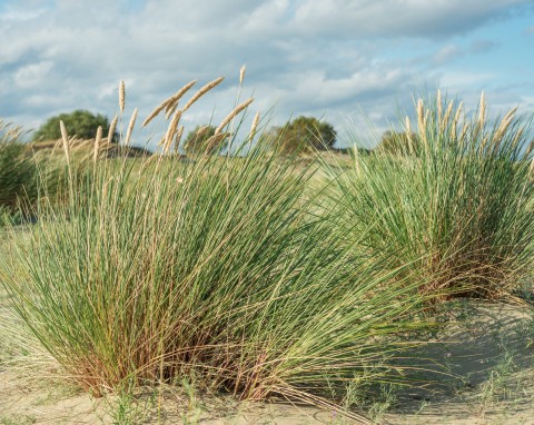 Piaskownica zwyczajna (Ammophila arenaria)