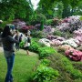 Pozostałe, Zakwitly rozaneczniki i azalie w arboretum