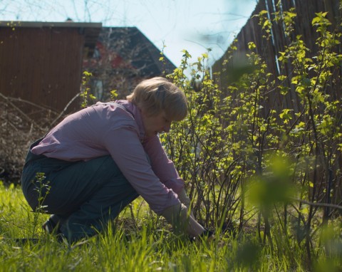 Na przedwiośniu zakop pod porzeczką to, co inni wyrzucają. Owoców będą pełne kosze