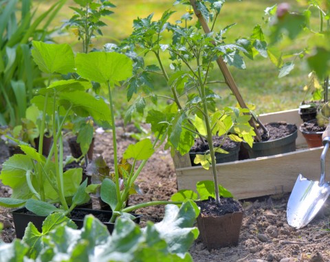 Ogród warzywny w maju - sadzenie pomidorów