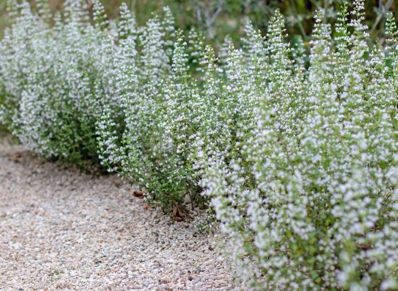 W uprawie kalaminty mniejszej trzeba uważać na nadmierne podlewanie.