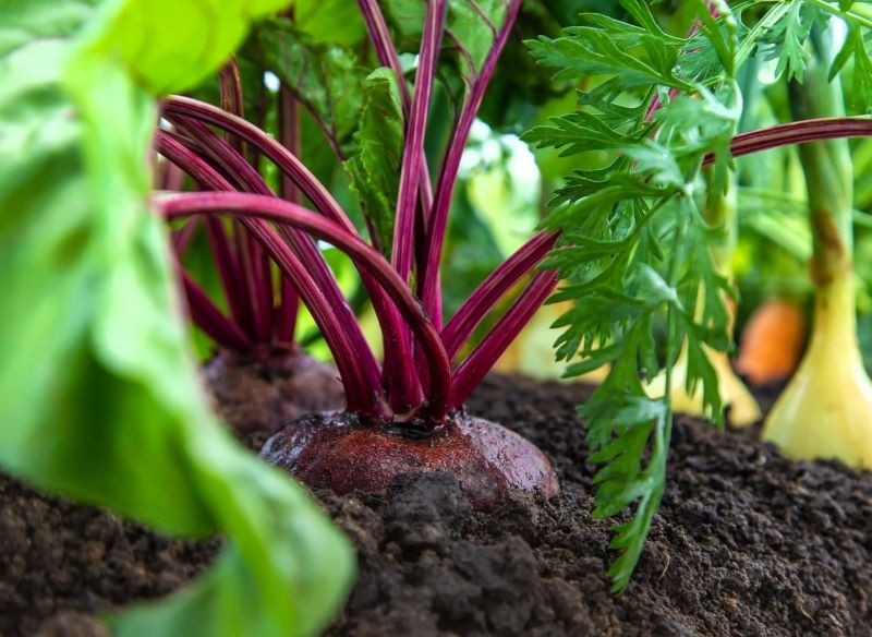 Buraki będą zdrowo rosły obok cebuli lub marchewki.