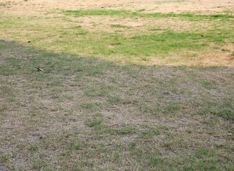 Trawnik przed domem może zostać porażony wieloma chorobami.