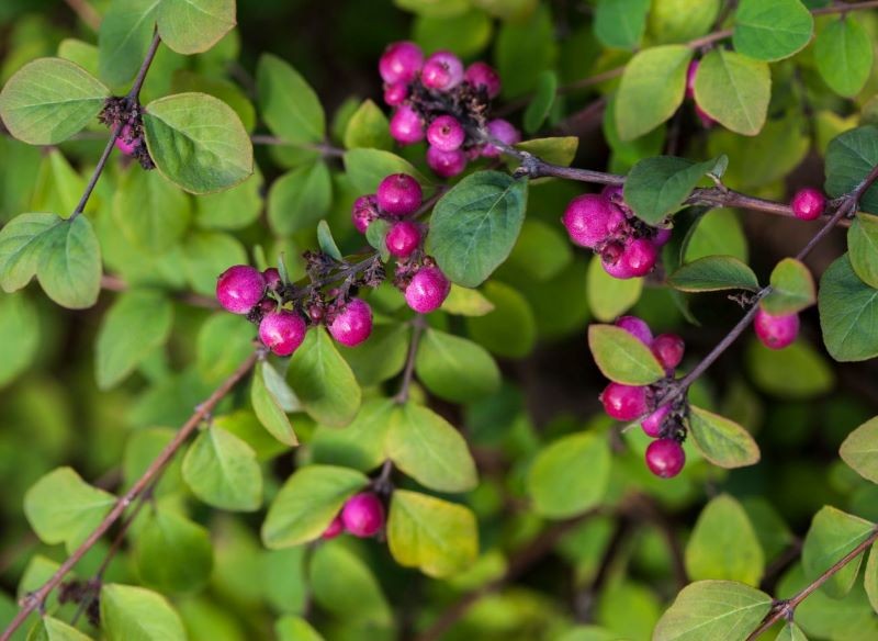Śnieguliczka koralowa może być uprawiana w formie żywopłotu.