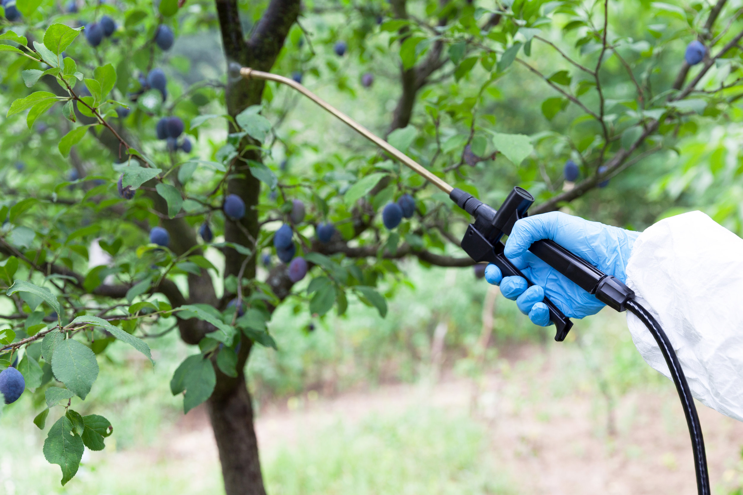 Во время цветения плодовых деревьев можно поливать. Опрыскивание деревьев. Опрыскивание плодовых деревьев. Обработка сада. Опрыскивание яблони.