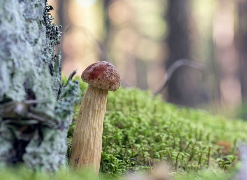 Borowika amerykańskiego łatwo rozpoznać po smukłym, żłobionym trzonie.
