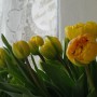 Pozostałe, Idzie wiosna.................. - ..............i tulipany................
