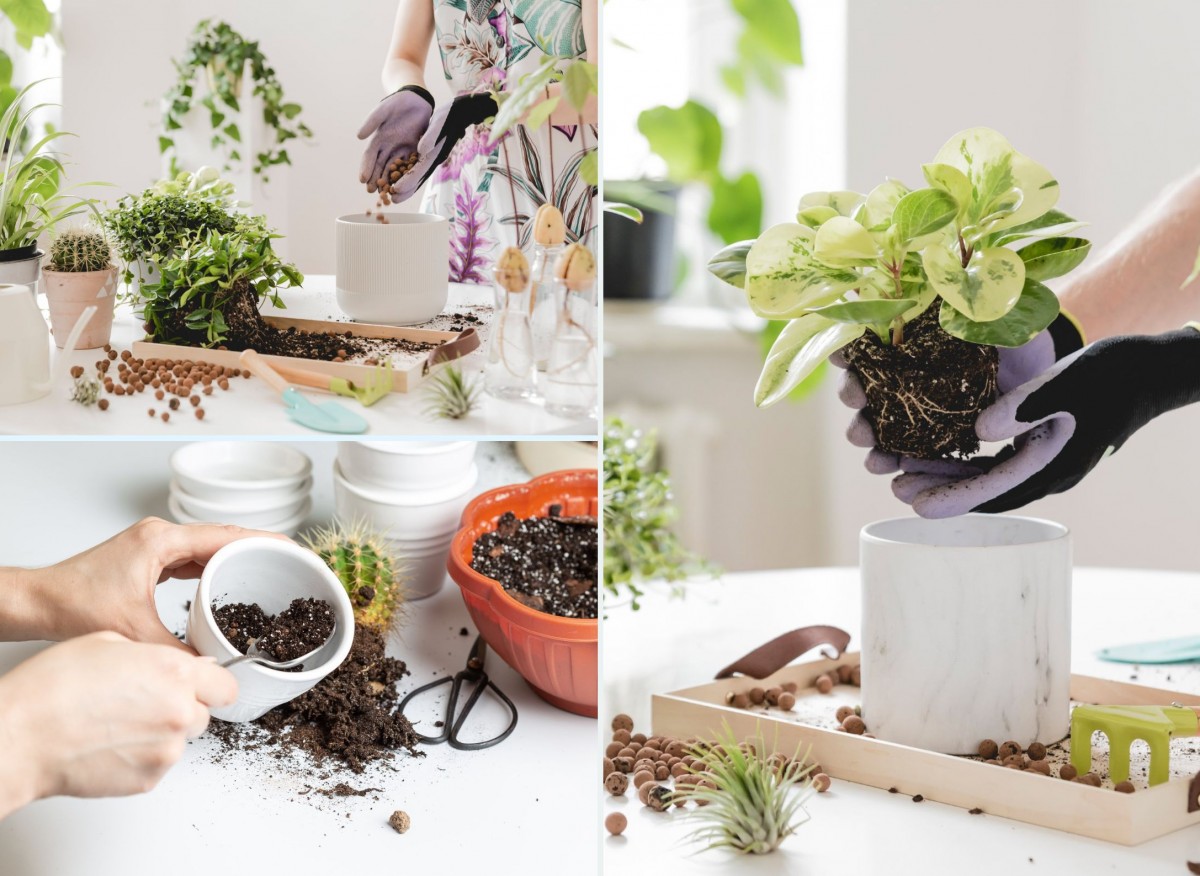 przesadzanie roślin doniczkowych 