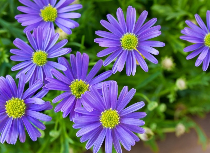 czubatka ubiorkolistna