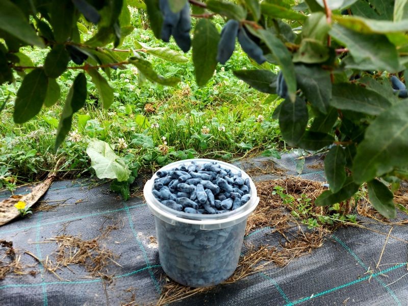 Czym nawozić jagodę kamczacką jesienią, by lepiej owocowała?