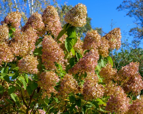 Najlepszy sposób na zabezpieczenie hortensji przed zimą. Ogrodniczka tłumaczy, dlaczego nie ścina kwiatów