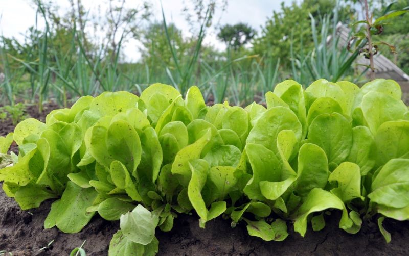 Lecytyna wspiera zdrowy wzrost nie tylko krzewów i drzew owocowych, ale też sałaty oraz innych warzyw.