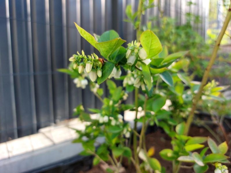 Termin kwitnienia borówki amerykańskiej zależy od jej odmiany oraz panujących warunków.