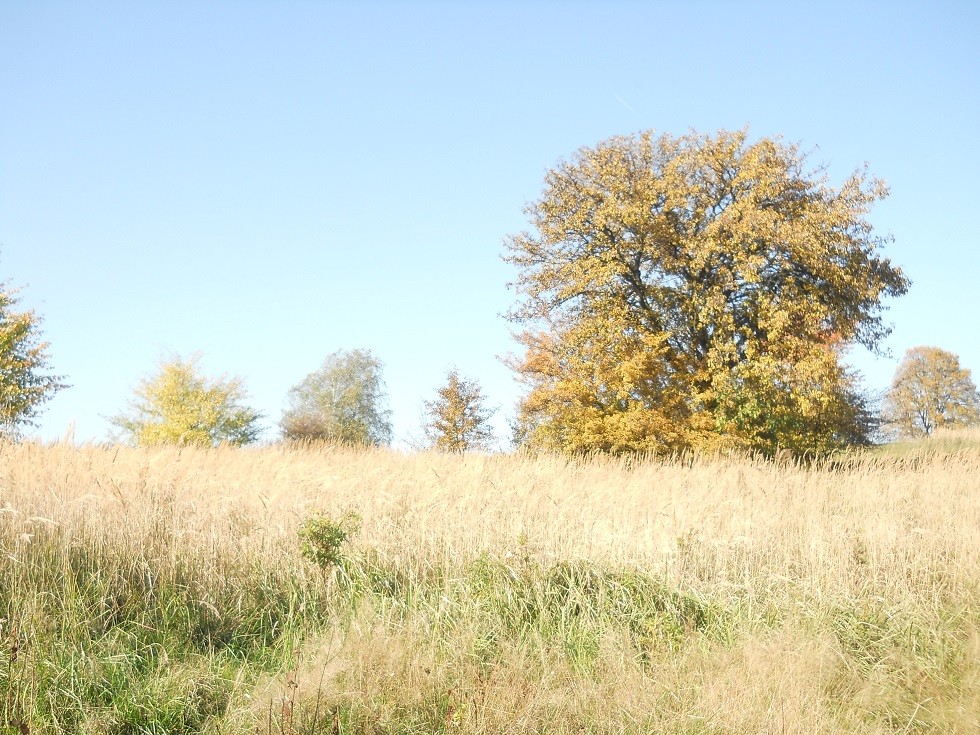 Pozostałe, Jesień.