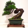 Dekoracje, Sztuczne drzewka bonsai (bonsai zokei) - Sztuczne drzewko bonsai - Bonsai Zokei:
http://www.dragon.netgaleria.pl/bonsai-zokei-sztuczne-drzewka-bonsai,108.html