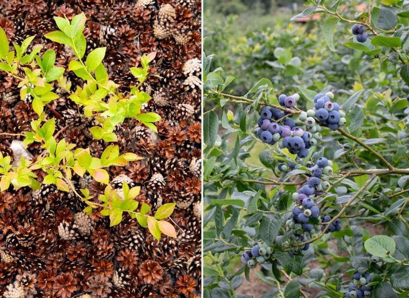 rozmnażanie borówki amerykańskiej
