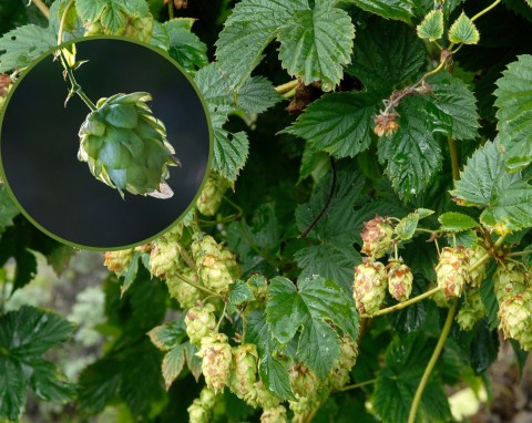 Chmiel zwyczajny (Humulus lupulus)