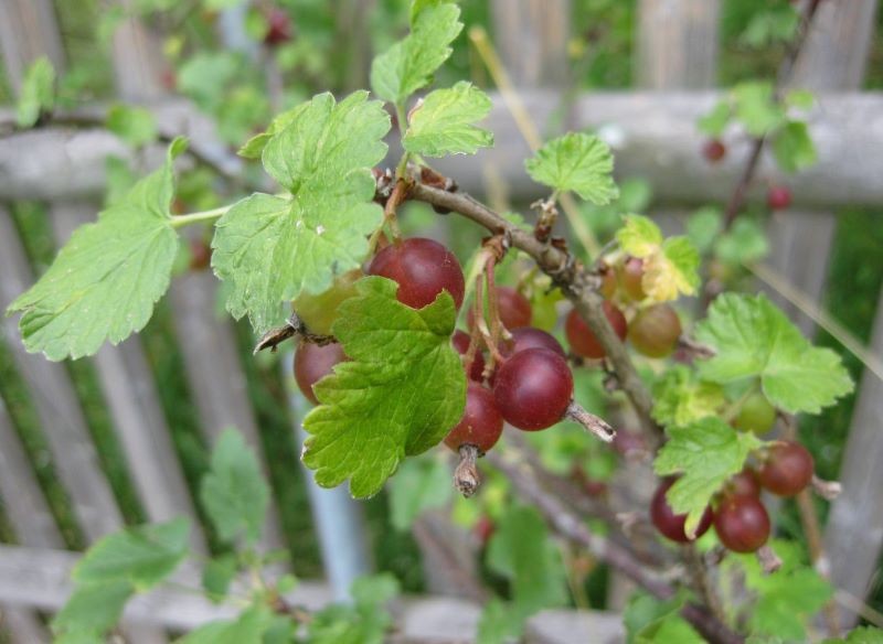 Agrest możemy rozmnożyć przez odkłady. Fot. anizamara/123RF.com 