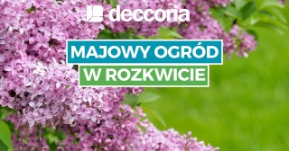 Majowy ogród w rozkwicie