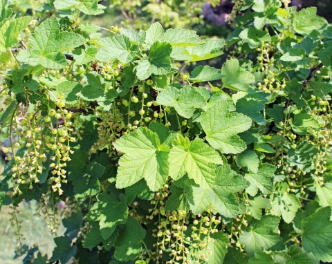 Drugie ważne nawożenie porzeczek. Płynny, naturalny nawóz podwaja plonowanie