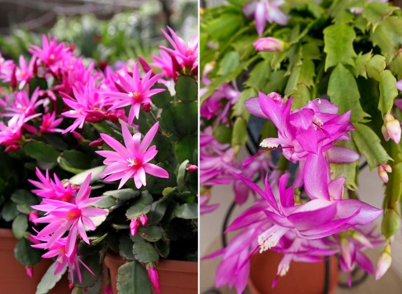 Kwiaty kaktusa wielkanocnego (z lewej) wyglądają inaczej niż grudnika (z prawej).