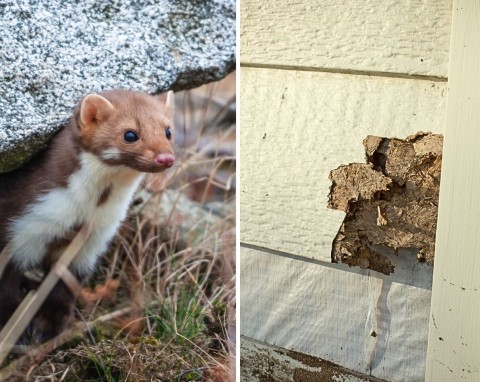 Jak wypędzić kunę ze strychu lub samochodu? Wystawszy kawałek materiału i płyn z zielarskiego