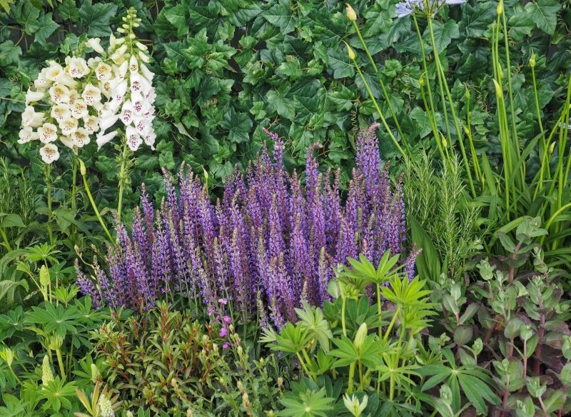 perowskie w ogrodzie