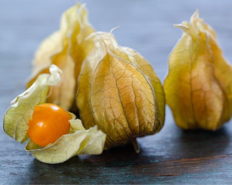 Miechunka pomidorowa (Physalis philadelphica)