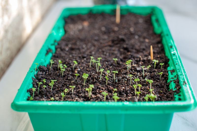 Siewki warzyw do wzrostu potrzebują dużo światła.