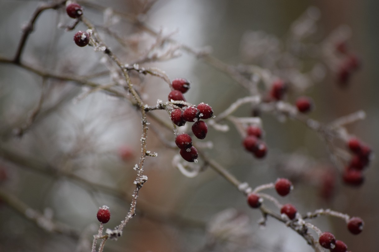 Leśne klimaty, WINTER ART ...