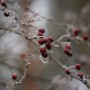 Leśne klimaty, WINTER ART ...