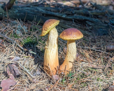 Borowik amerykański – nowy grzyb w polskich lasach. Jak go rozpoznać?