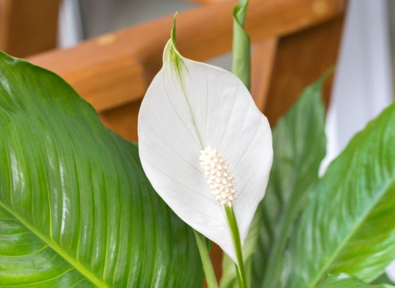 Systematycznie podlewany skrzydłokwiat wspaniale zakwita.