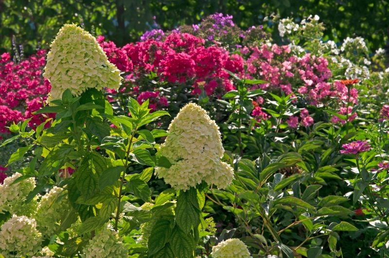 Dlaczego warto łączyć hortensje z innymi roślinami? 