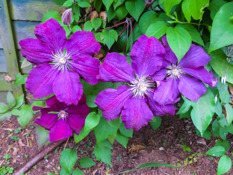 naturalny nawóz do powojników    