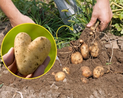Kiedy sadzić ziemniaki? Poznaj sposoby, dzięki którym ziemniaki obrodzą w ogródku i na balkonie